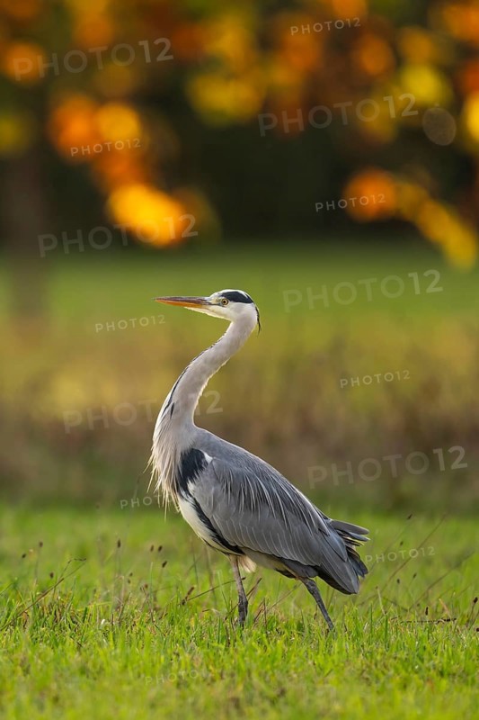 Grey heron (Ardea cinerea), animal portrait, autumn, Rosensteinpark, Stuttgart, Baden-Württemberg, Germany, Europe