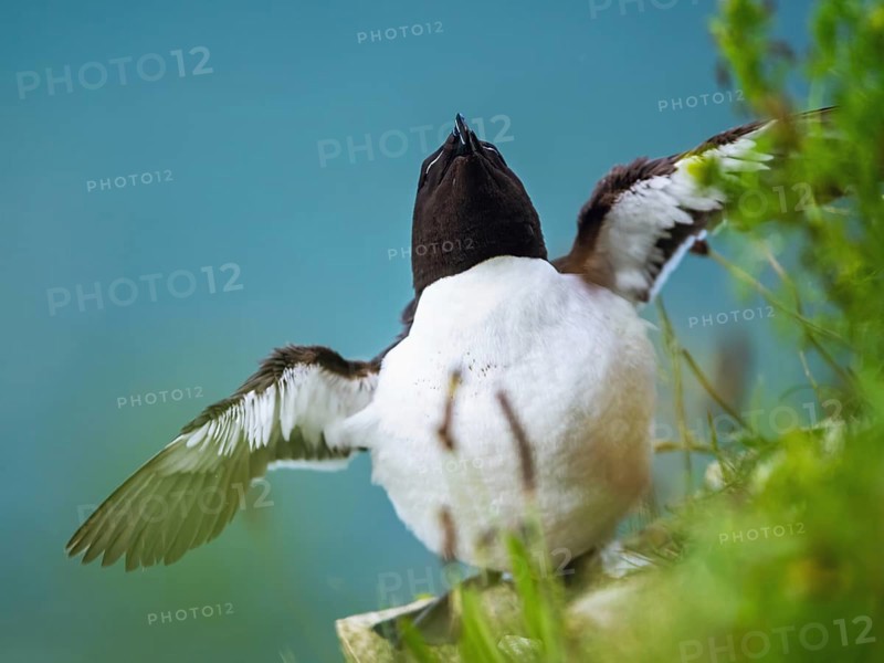 Razorbill, Alca Torda, birds on cliffs, Bempton Cliffs, North Yorkshire, England, United Kingdom, Europe