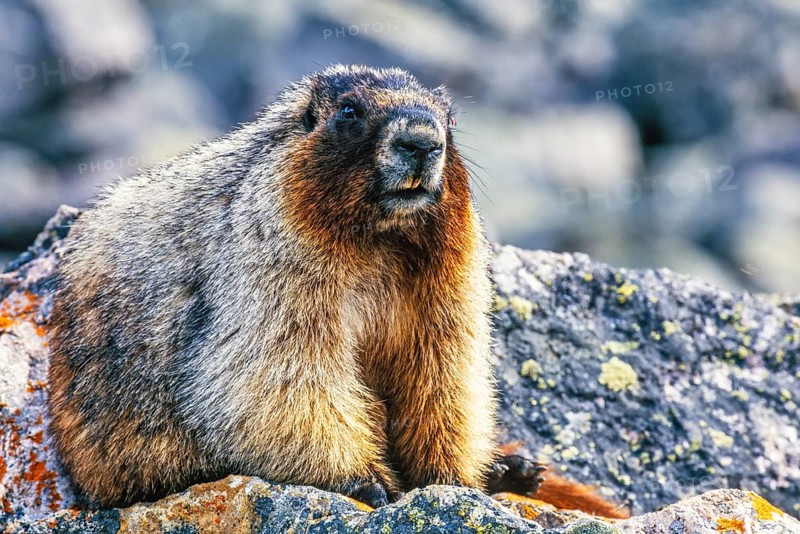 Hoary marmot (Marmota caligata) sits on a boulder in a rocky terrain and looks towards the camera, Banff national park, Canada, North America