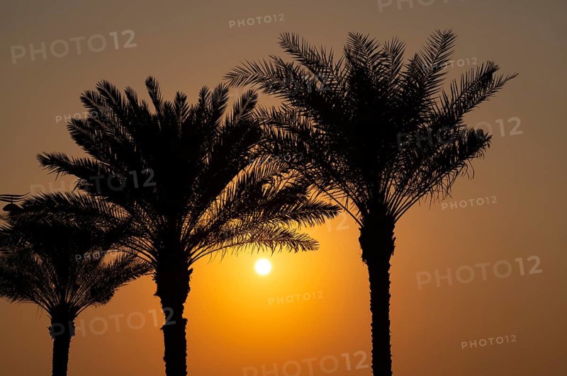Palm trees, sunset, evening mood, The Boardwalk, waterfront promenade, Palm Jumeirah, Dubai, United Arab Emirates, VAR, Asia