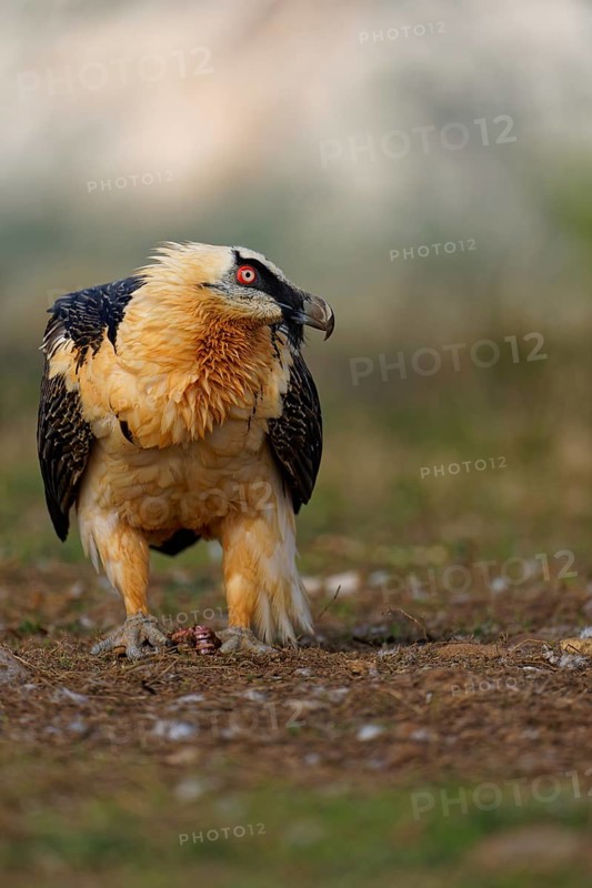 Old bearded vulture (Gypaetus barbatus), bones, Luderplatz, portrait, evening light, Catalonia, Pyrenees, Spain, Europe