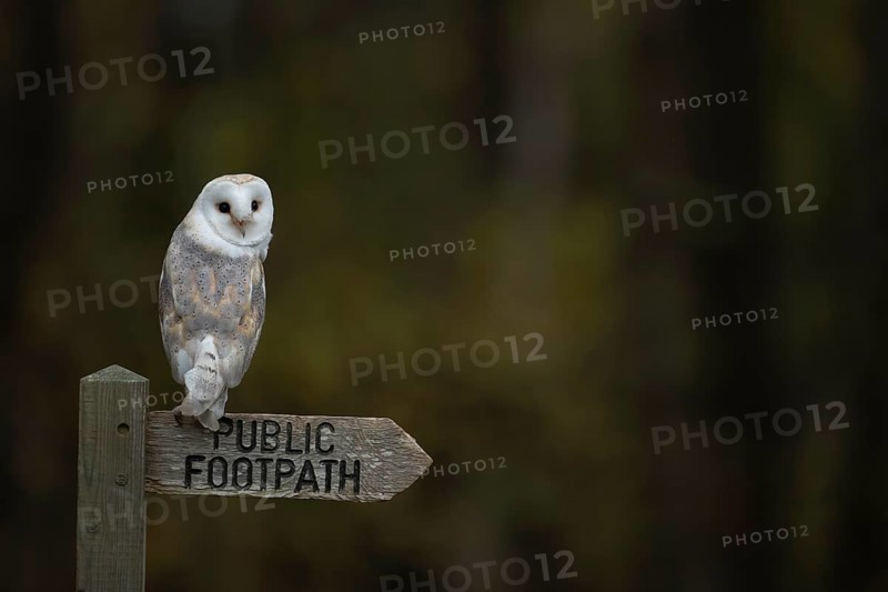 Barn owl (Tyto alba) adult bird on a footpath sign post, England, United Kingdom, Europe