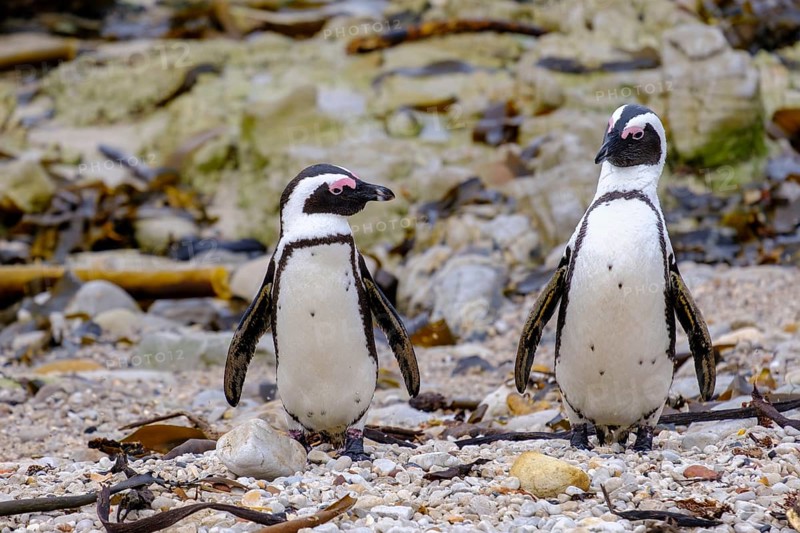 African penguin, penguin, Stony Point Penguin Colony, Bettys Bay, Garden Route, Western Cape, South Africa, Africa