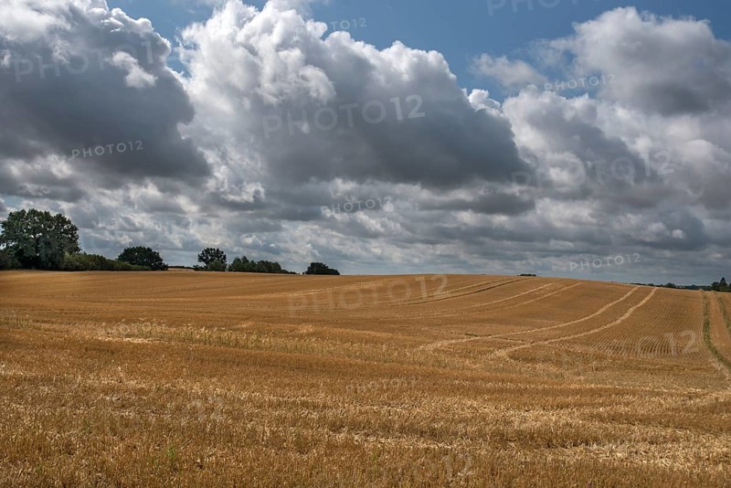 Harvested barleys (Hordeum vulgare), cloudy sky, Vitense, Mecklenburg-Vorpommern, Germany, Europe