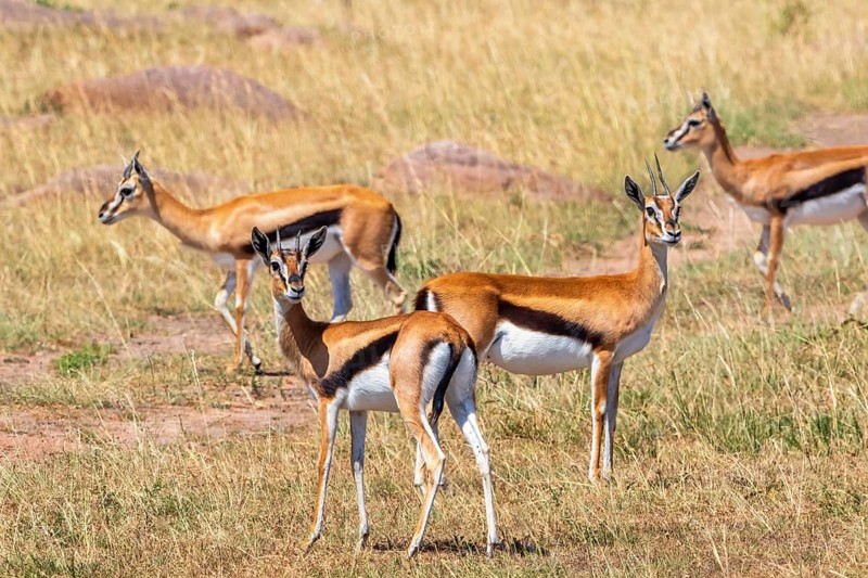 Flock with Thomson's gazelle (Eudorcas thomsonii) on the grass savanna in Africa, Maasai Mara National Reserve, Kenya, Africa
