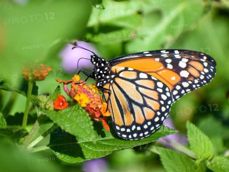 Monarch butterfly (danaus erippus, the sister species of Danaus plexippus) on a spanish flag (Lantana camara), seen in Buenos Aires, Argentina, South America