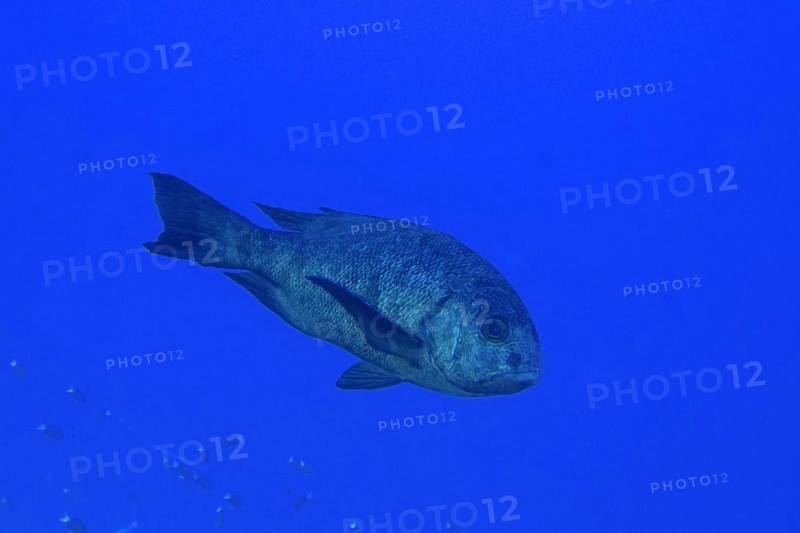 Black and white snapper (Macolor niger), Dangerous Reef Dive Site, St Johns Reef, Saint Johns, Red Sea, Egypt, Africa