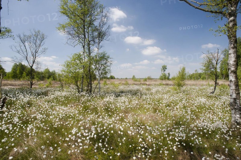 Hare's-tail cottongrass (Eriophorum vaginatum) in a bog, fruit stand, cottongrass flower, Lower Saxony, Germany, Europe