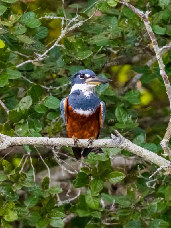 Ringed Kingfisher (Megaceryle torquata), Corixo do Cerrado, Pantanal, Brazil, South America