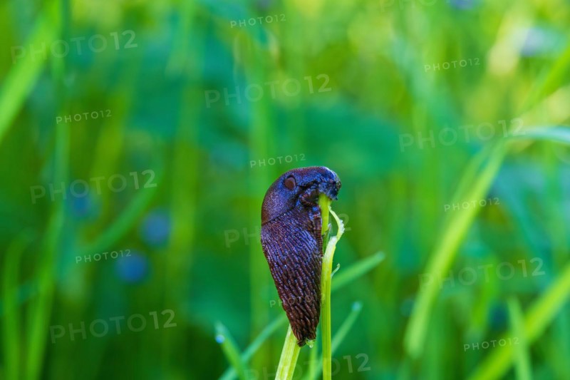 Round back slug (Arionidae) eating on a plant stem on a grass meadow
