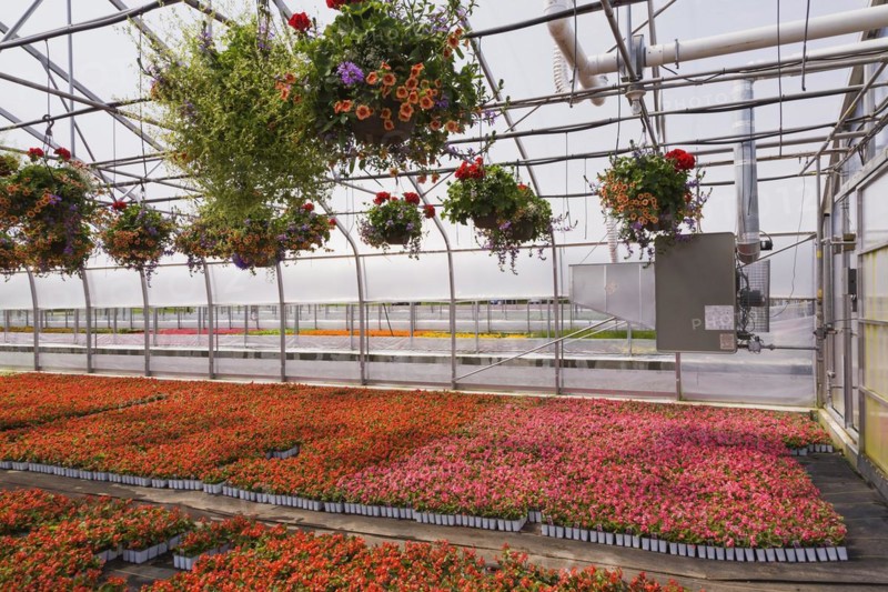 Rows of orange Petunias and red Pelargonium, Geraniums in hanging baskets plus red, white, red and pink flowering Begonia plants in greenhouse in spring, Quebec, Canada, North America