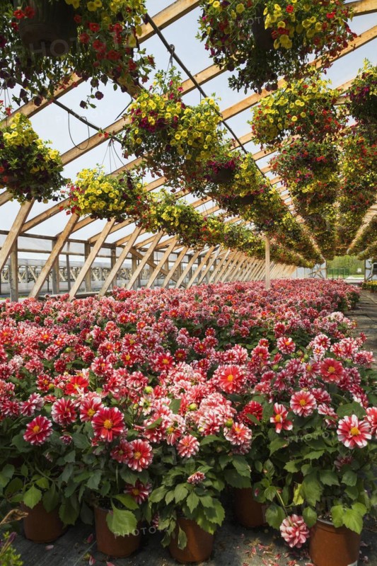 Yellow and red flowers in hanging baskets plus red and white Dahlias in containers inside greenhouse in spring, Quebec, Canada, North America