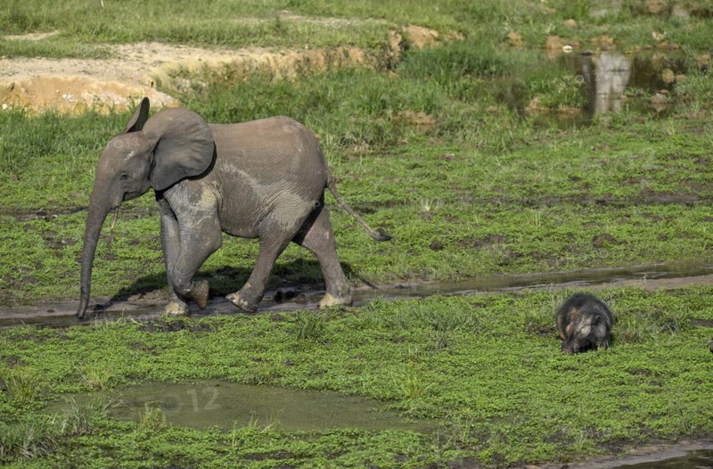 African forest elephant (Loxodonta cyclotis) and giant forest hog (Hylochoerus meinertzhageni) in the Dzanga Bai forest clearing, Dzanga-Ndoki National Park, Unesco World Heritage Site, Dzanga-Sangha Complex of Protected Areas (DSPAC), Sangha-Mbaéré Prefecture, Central African Republic, Africa