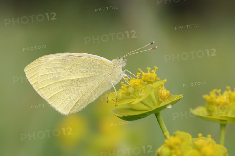 Small white (Pieris rapae), Provence, southern France