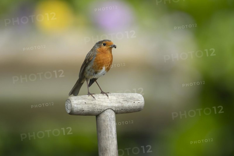European robin (Erithacus rubecula) adult bird on a garden fork handle with food in its beak, Suffolk, England, United Kingdom, Europe