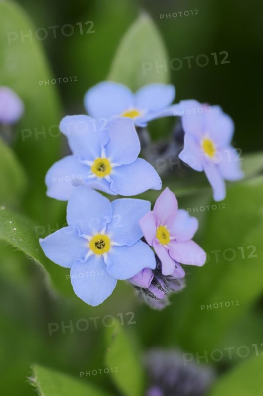 Water forget-me-not (Myosotis scorpioides), flowers, North Rhine-Westphalia, Germany, Europe
