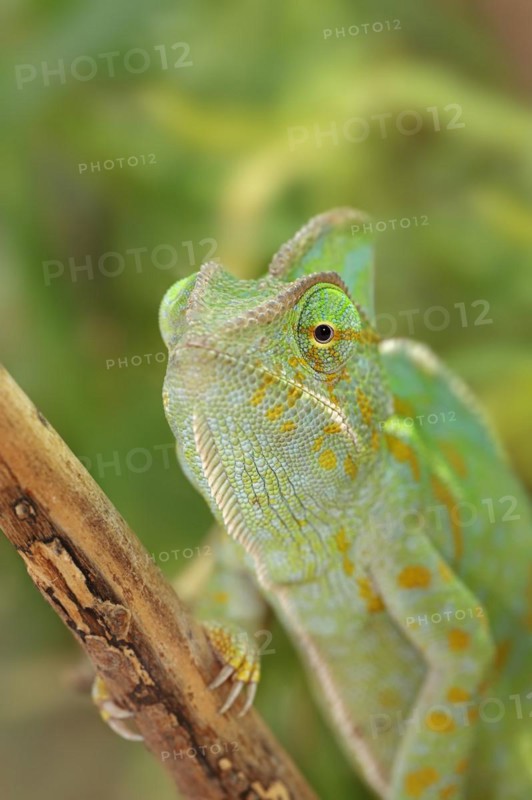 Veiled chameleon (Chamaeleo calyptratus), female, captive, occurring in the Arabian Peninsula