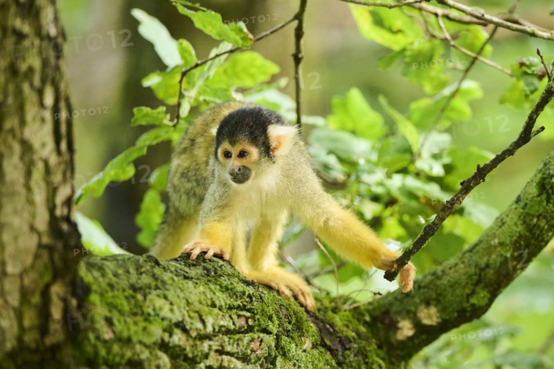 Common squirrel monkey (Saimiri sciureus) in a tree, captive, distribution South America