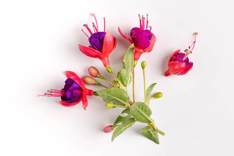 Close-up of fuchsia flowers in purple and red on a white background