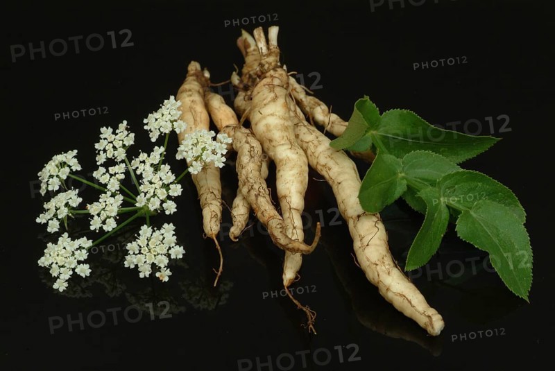 Vegetable, plant, food, agriculture, horticulture, root of the sugar root, Sisum sisarum, Sium, Skirret, ancient useful plant that was cultivated in Central Europe in the past, when sugar was still rare and expensive, because of its sweet root flesh