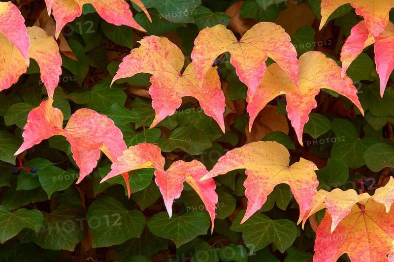 Wild Vine Red and yellow autumn leaves cover a wall and create a colourful, natural texture, Odenwald, Hesse, Germany, Europe