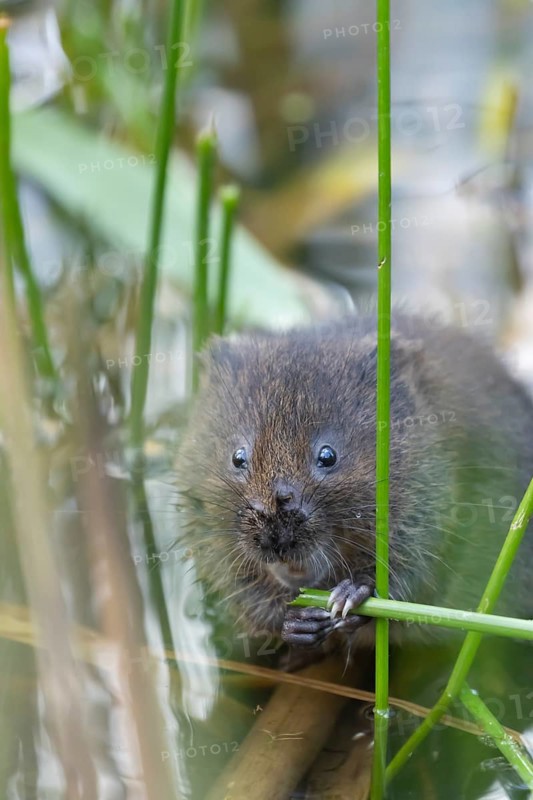 Water vole (Arvicola amphibius) adult animal feeding on a reed plant stem in a pond in the summer, Suffolk, England, United Kingdom, Europe