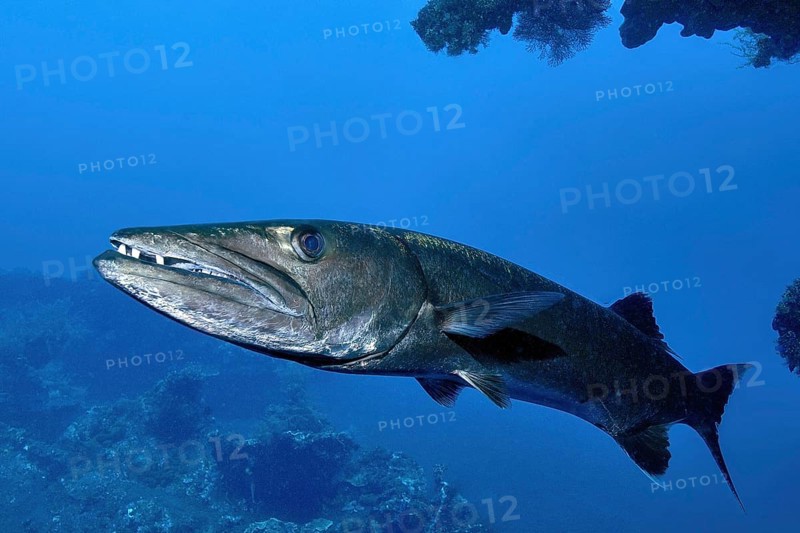 Adult Great barracuda (Sphyraena barracuda) solitary living fish predator has slightly open mouth shows strong teeth teeth, Pacific