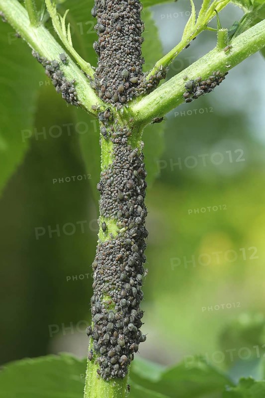 Black elderberry aphids (Aphis sambuci) colony on elderberry stems (Sambucus) Allgäu, Bavaria, Germany, Europe