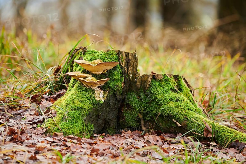 Tinder fungus (Fomes fomentarius) growing an a tree trunk, Forest, Slovakia, Europe
