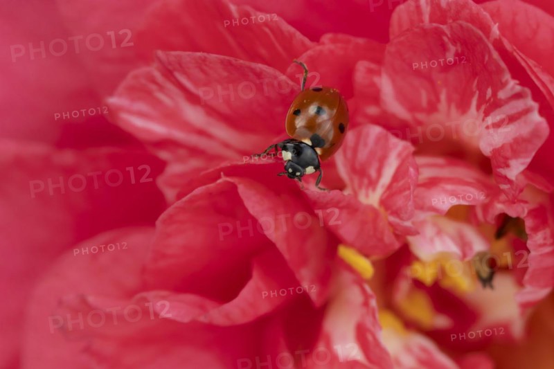 Seven-spot ladybird (Coccinella septempunctata) adult insect on a pink garden Camellia flower in springtime, Suffolk, England United Kingdom