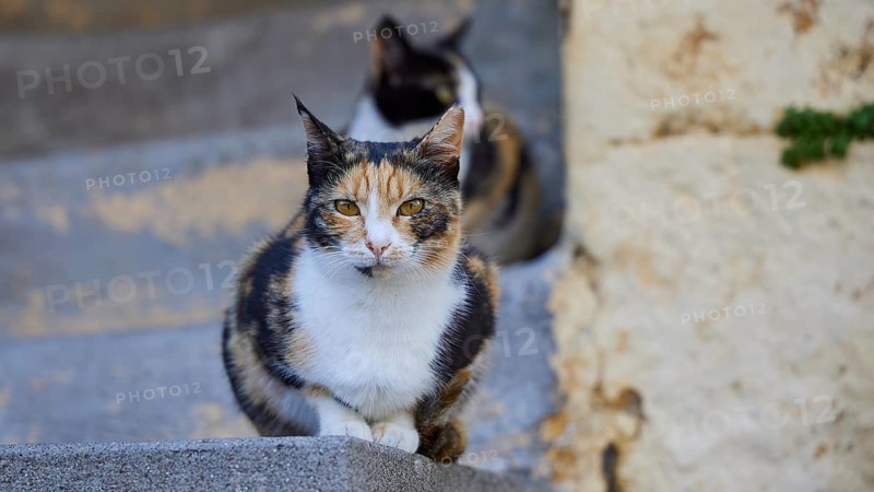 Black and white cat sits on a stone staircase and looks focussed, behind her is a second cat, Cats, Rhodes Old Town, Rhodes Town, Rhodes, Dodecanese, Greek Islands, Greece, Europe