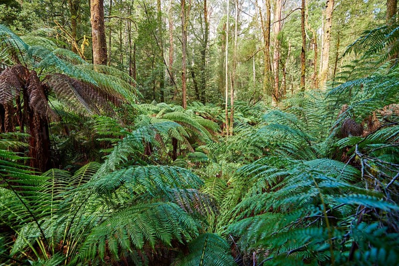 Nature landscape of the forest in the Great Otway National Park in spring, Australia, Oceania