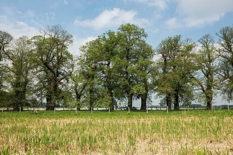 Tree avenue, sweet chestnut, chestnuts, Schloss Dyck, Jüchen, Lower Rhine, North Rhine-Westphalia, Germany, Europe