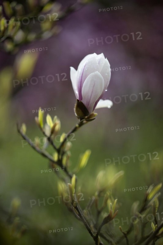 Magnolia blossom, flower, chinese magnolia (Magnolia x soulangeana) Amabilis cultivar, Baden-Württemberg, Germany, Europe