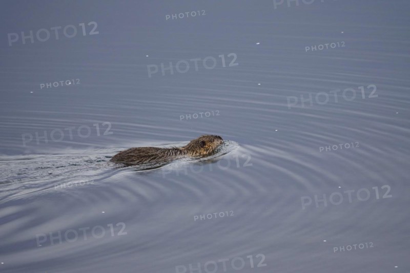 Nutria in a lake, March, Saxony, Germany, Europe