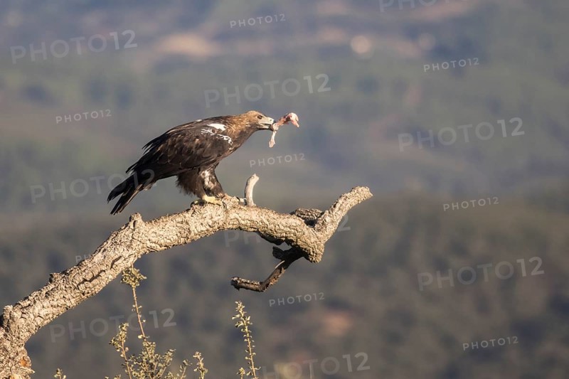 Iberian Eagle (Aquila adalberti), Spanish imperial eagle, Extremadura, Castilla La Mancha, Spain, Europe