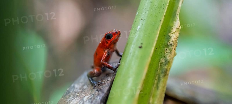 Strawberry poison-dart frog (Oophaga pumilio), Tortuguero National Park, Costa Rica, Central America