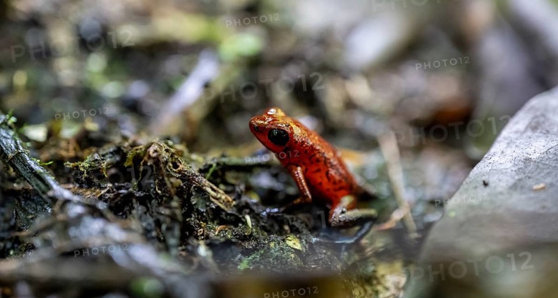 Strawberry poison-dart frog (Oophaga pumilio), Tortuguero National Park, Costa Rica, Central America