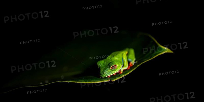 Red-eyed tree frog (Agalychnis callidryas) on a leaf, macro photograph, black background, Tortuguero National Park, Costa Rica, Central America