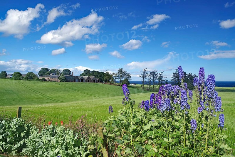 Larkspur, agricultural land and a farm by the sea, Aberdeenshire, East Scotland, Great Britain