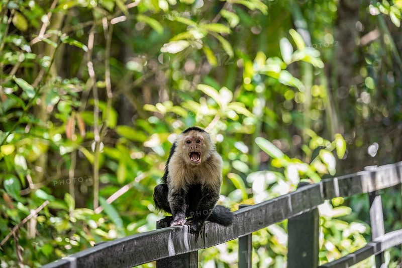 White-headed capuchin (Cebus imitator) screaming, Cahuita National Park, Costa Rica, Central America