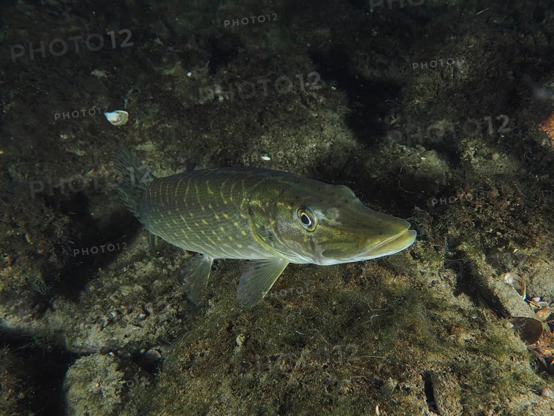 A pike (Esox lucius) swims above the dark, algae-covered bottom. Dive site Zollbrücke, Rheinau, Canton Zurich, Rhine, High Rhine, Switzerland, Germany, Europe