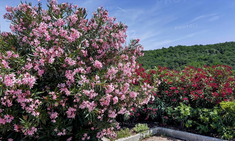 Flowering oleander (Nerium oleander), Italy, Europe