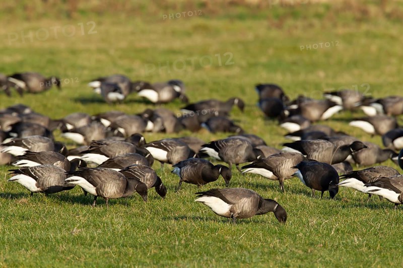 Brent goose (Branta bernicla) adult birds feeding on grassland, Norfolk, England, United Kingdom, Europe