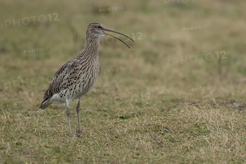 Eurasian curlew (Numenius arquata) adult bird calling on grassland in spring, England, United Kingdom, Europe