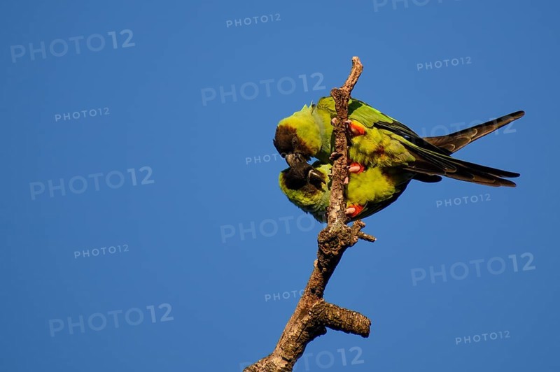 Nanday Parakeets (Aratinga nenday) in the wild, seen in Buenos Aires, Argentina, South America