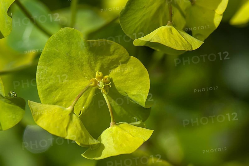 Flower of an Wood Spurge (Euphorbia amygdaloides), Bavaria, Germany, Europe