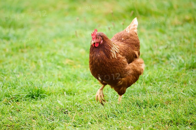 A brown feathered chicken with a red comb walking through green grass outdoors, Chicken (Gallus domesticus), Austria, Europe