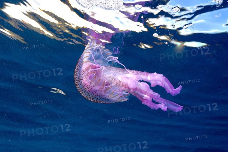 Mauve stinger (Pelagia noctiluca) with pink tentacles swims in blue water with light reflections. Dive site Marine reserve Cap de Creus, Rosas, Costa Brava, Spain, Mediterranean Sea, Europe