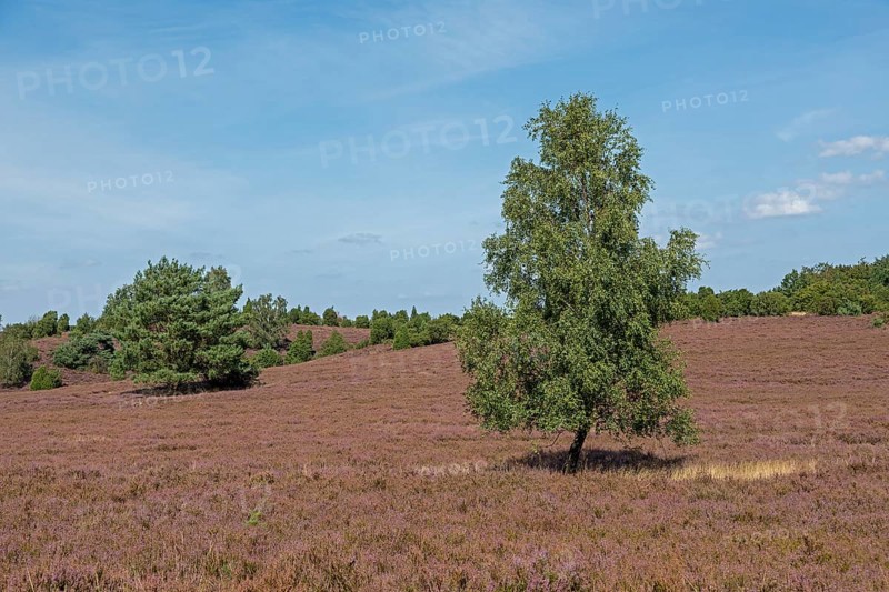Heather blossom, trees, birch, Wilseder Berg near Wilsede, Bispingen, Lüneburg Heath, Lower Saxony, Germany, Europe